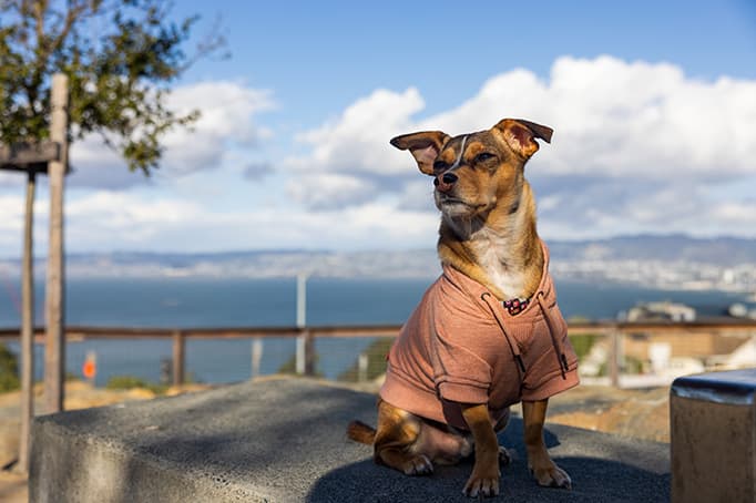 Small dog wearing a pink hoodie sitting outdoors with bay and hillside view in the background