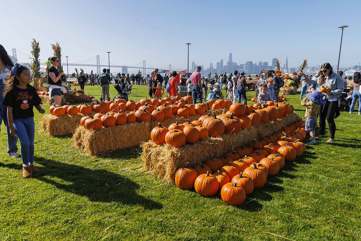 Seasonal pumpkin patch display with rows of bright orange pumpkins on hay bales at a Treasure Island waterfront fall festival with city skyline views.