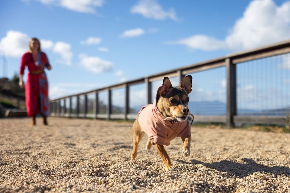 Dog running on Treasure Island
